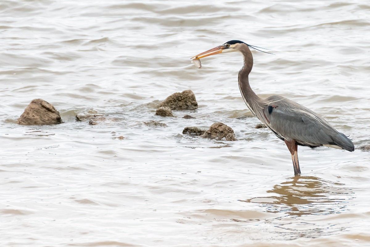 Great Blue Heron - ML427545861