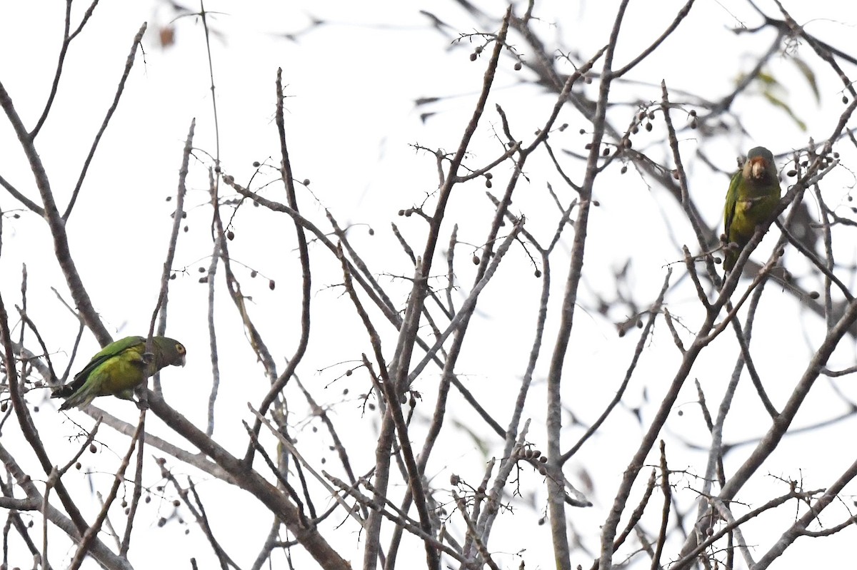 Orange-fronted Parakeet - ML427546051