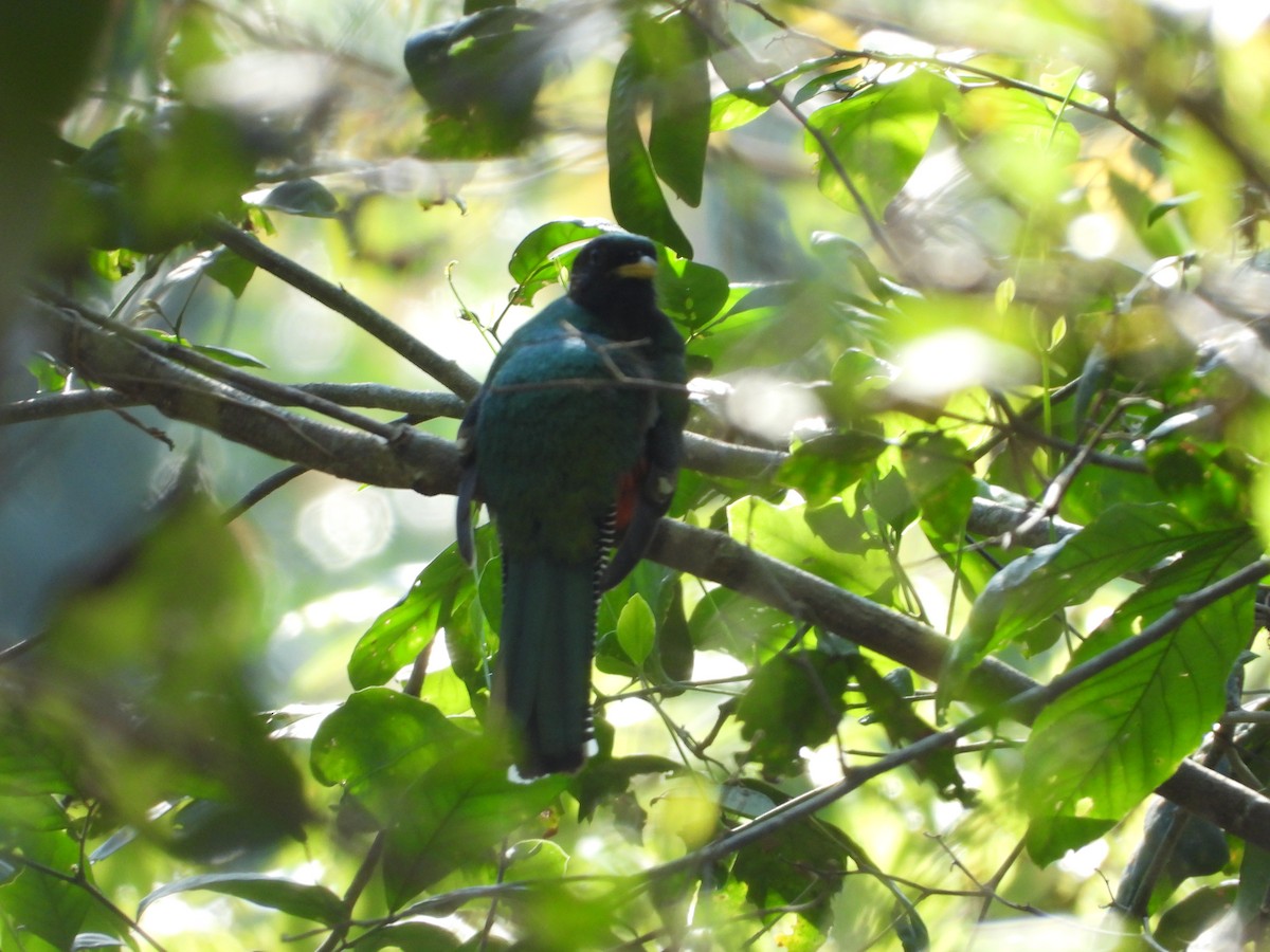 Kupfertrogon - ML427547011