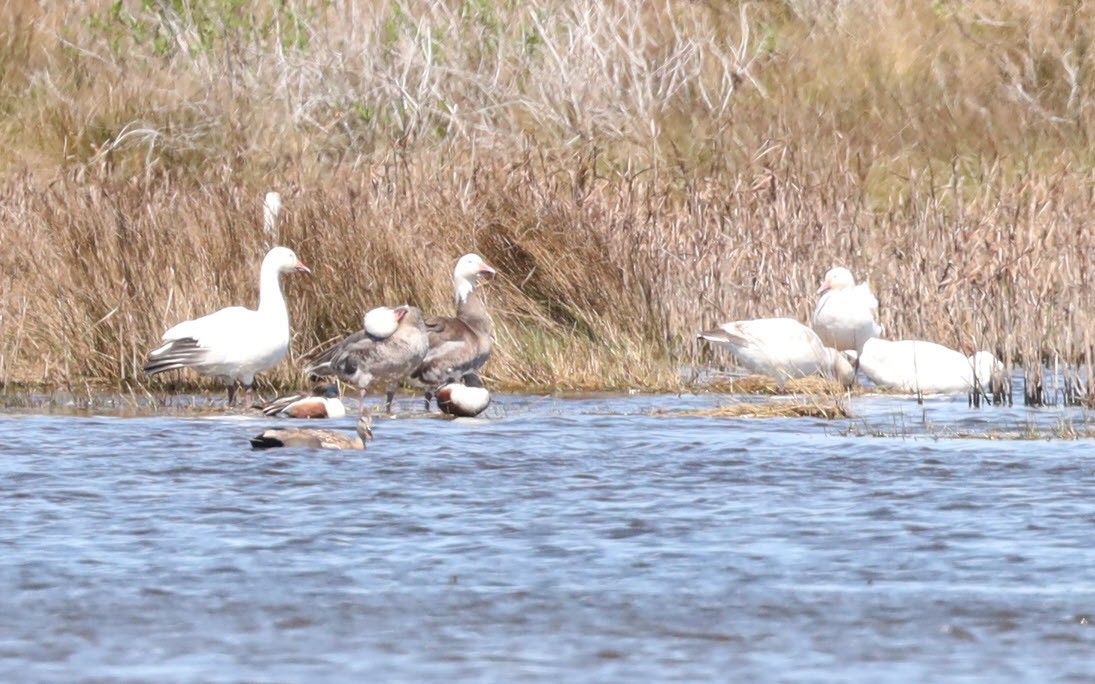 Snow Goose - Greg  Minnery