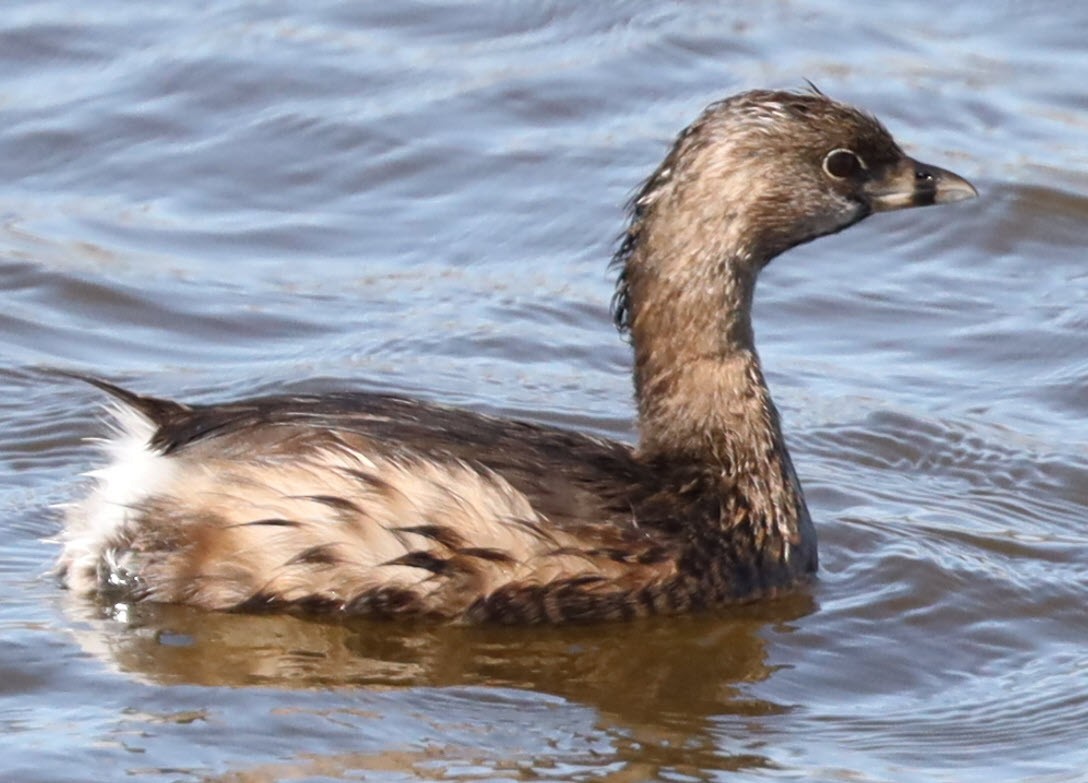 Pied-billed Grebe - ML427547421