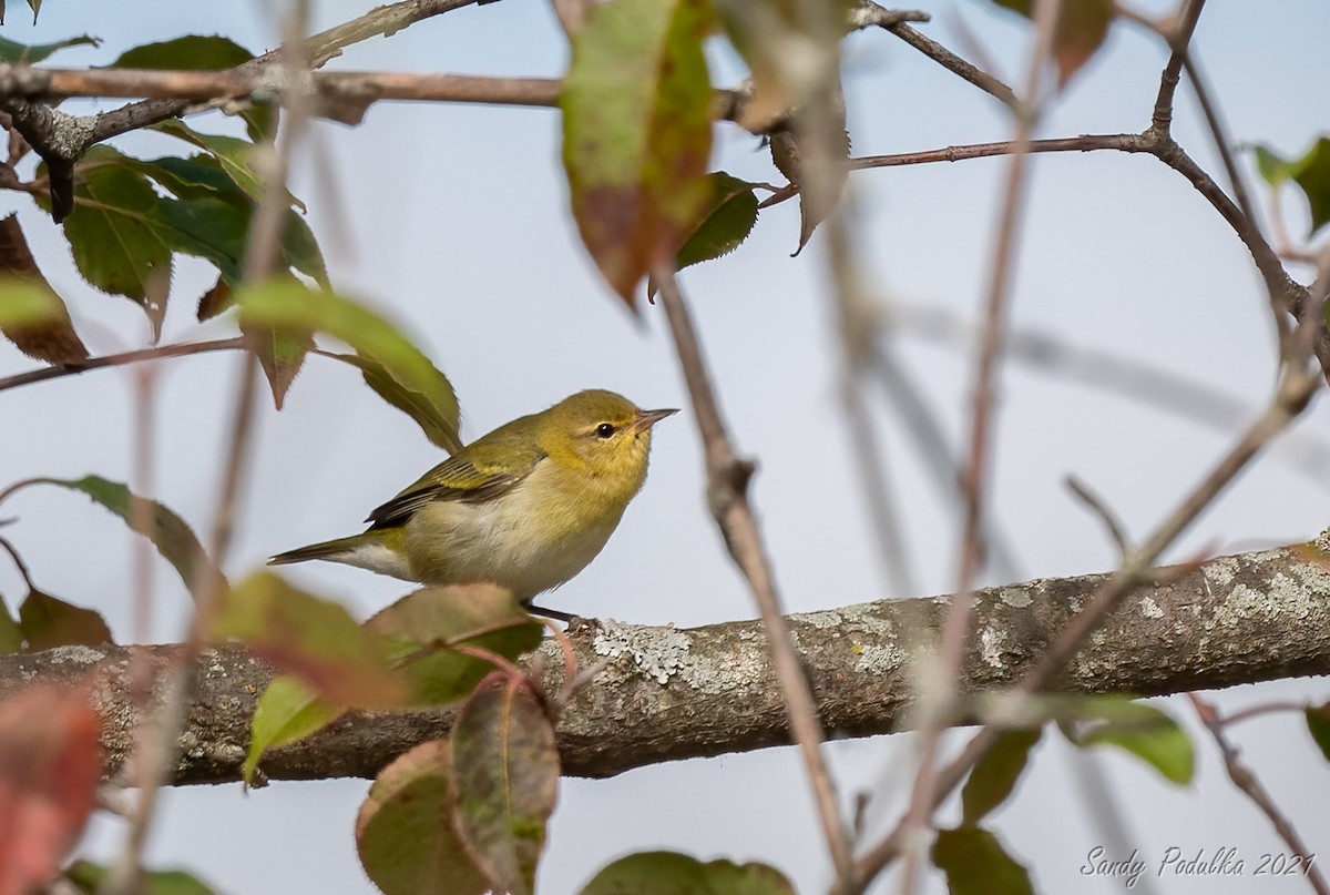 Tennessee Warbler - ML427547691