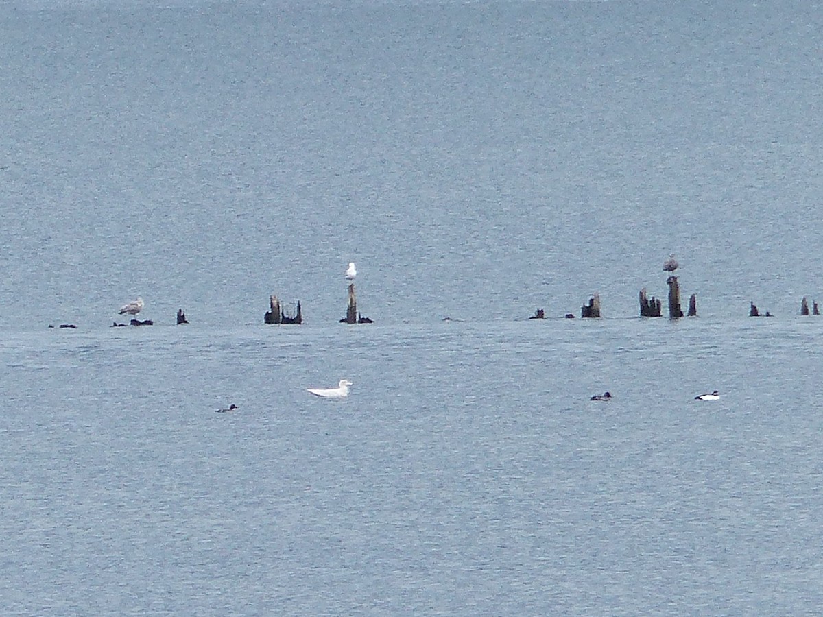 Glaucous Gull - ML427547881