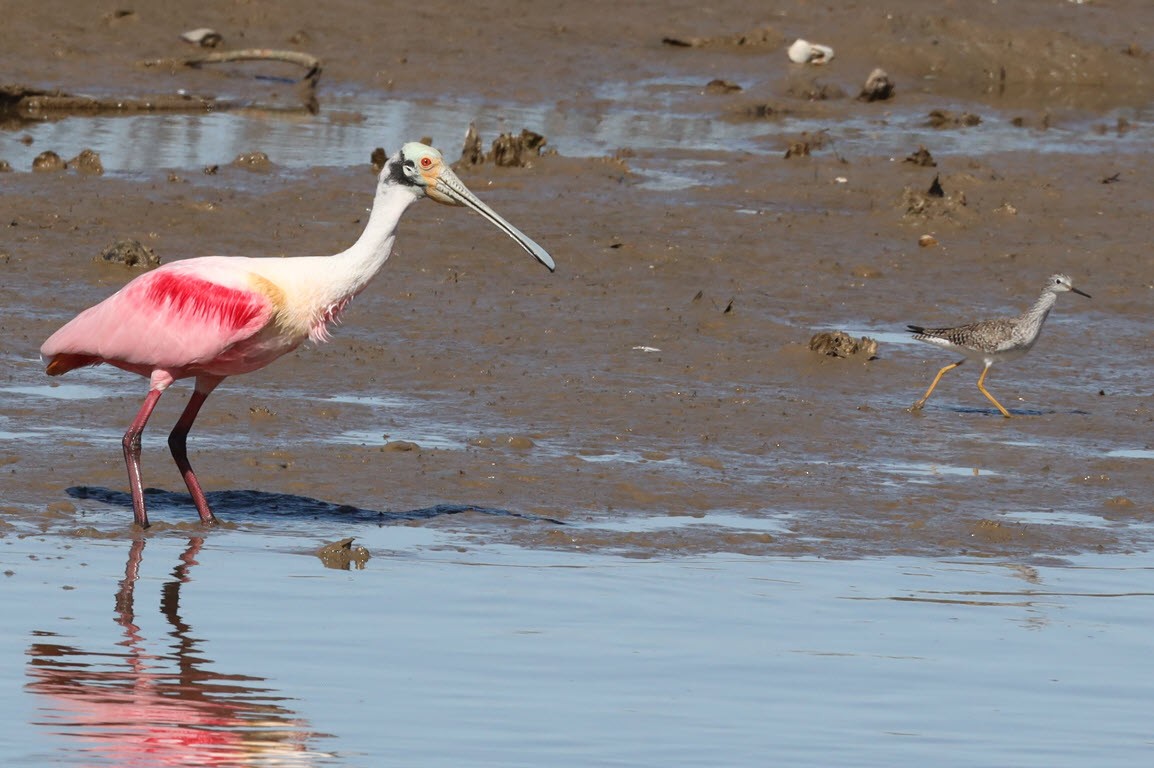 Roseate Spoonbill - ML427548151