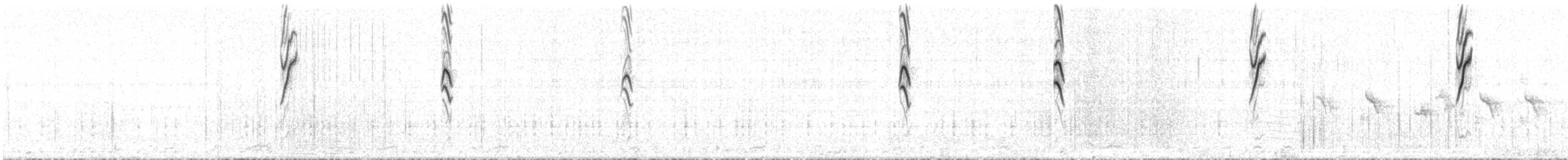 Белокрылая диука - ML42754881
