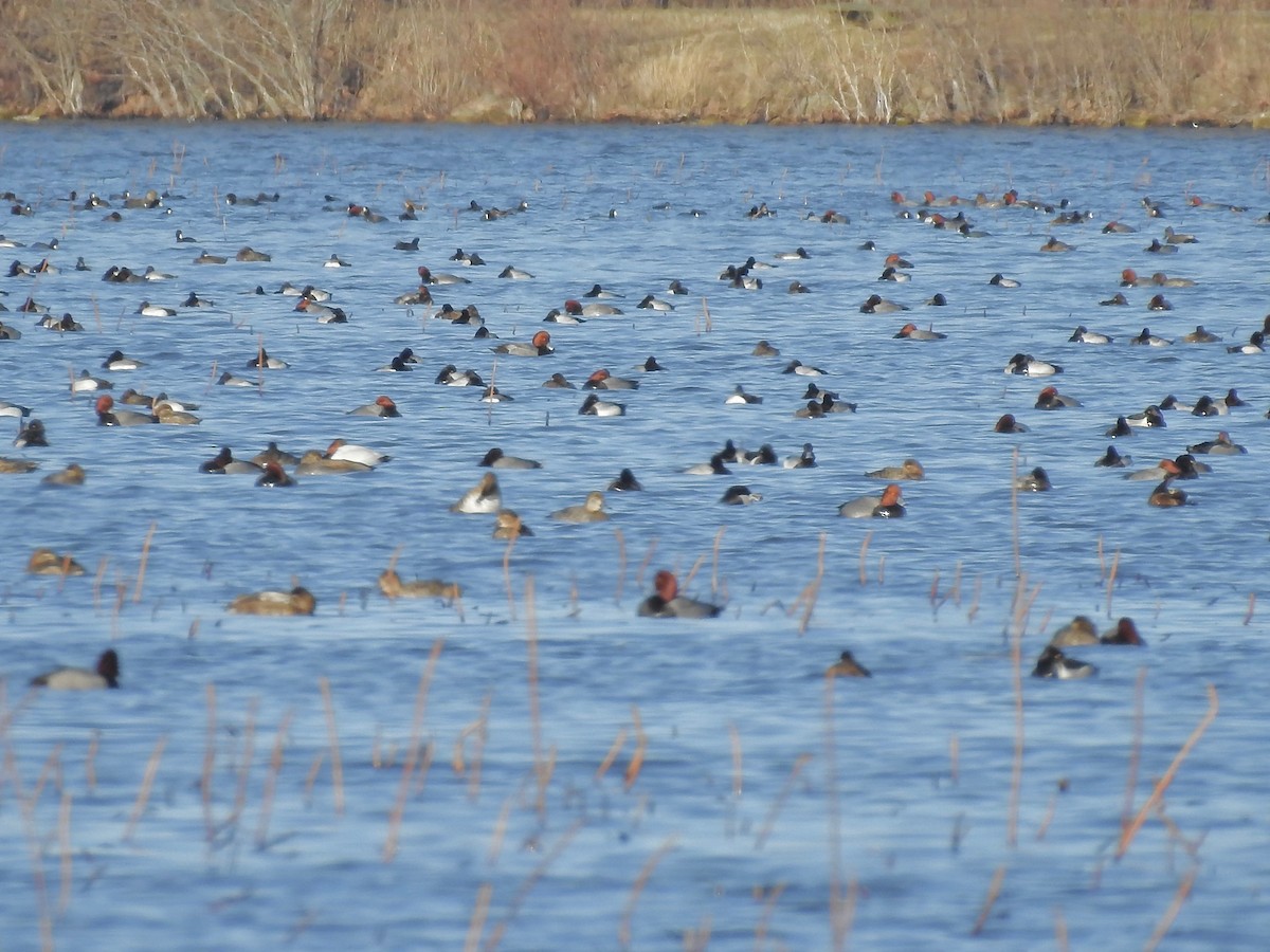 Lesser Scaup - ML427549411