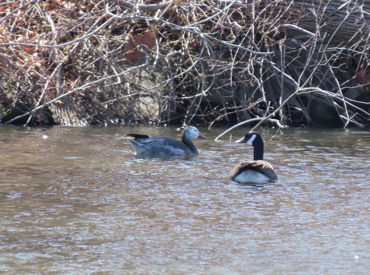 Snow Goose - ML427549851
