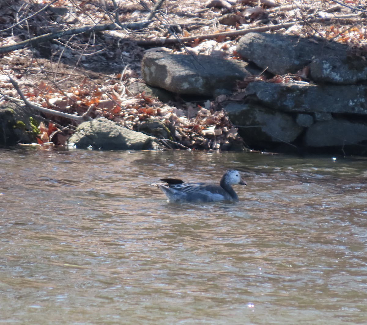 Snow Goose - ML427549861