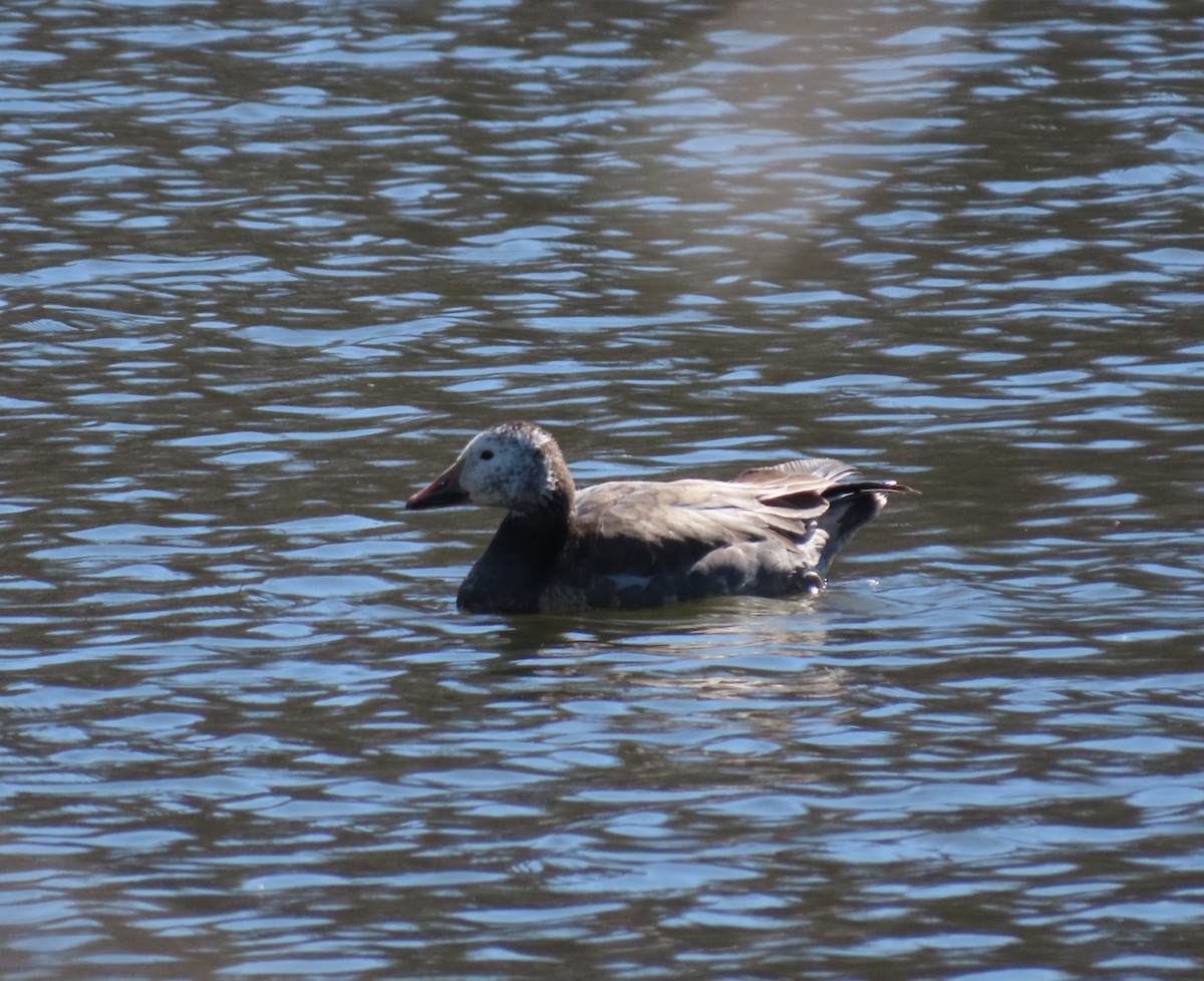 Snow Goose - ML427549871