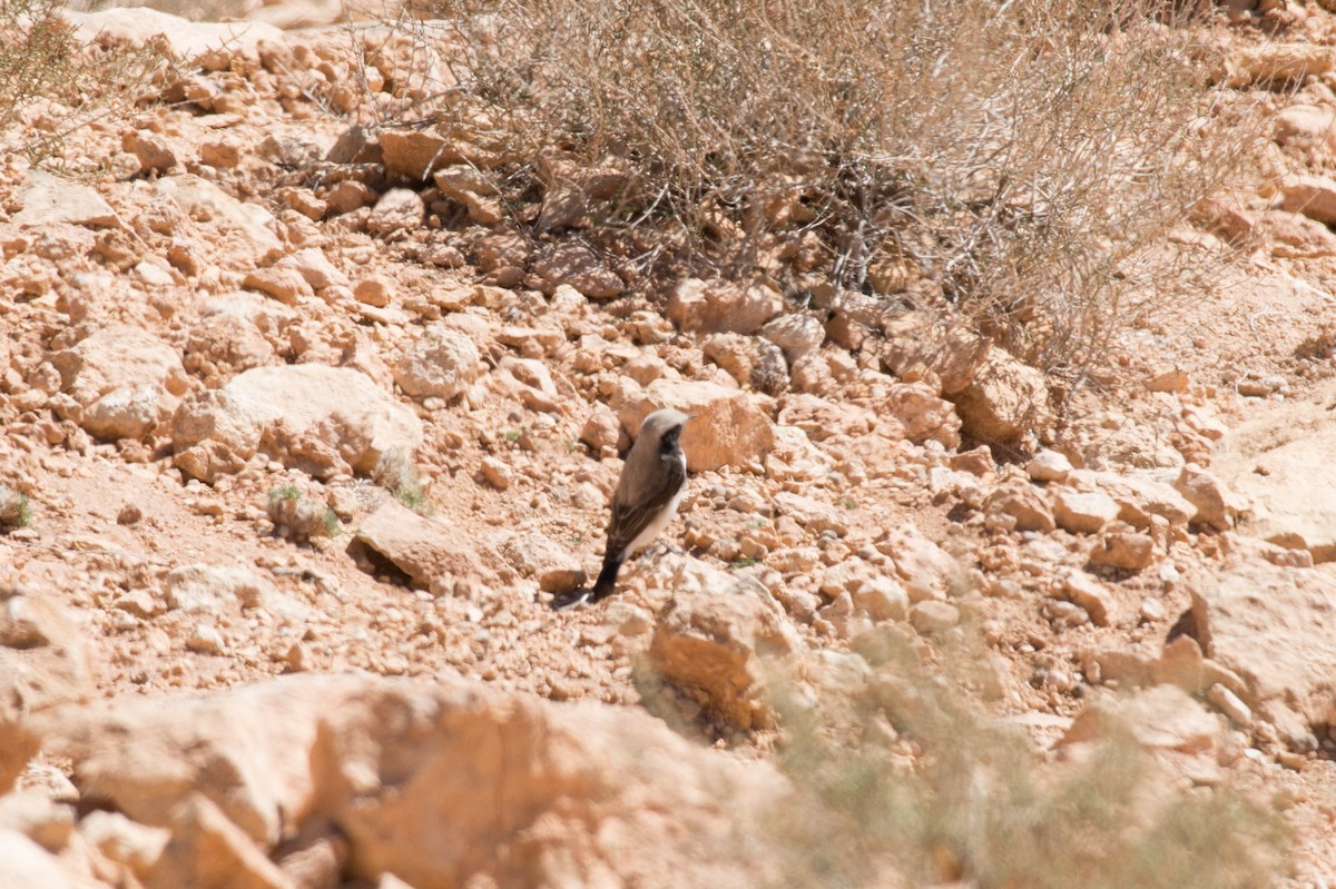 Mourning Wheatear (Maghreb) - ML42755001