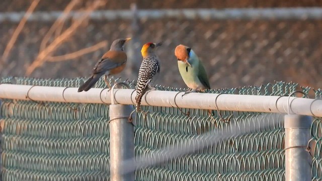 Russet-crowned Motmot - ML427550031