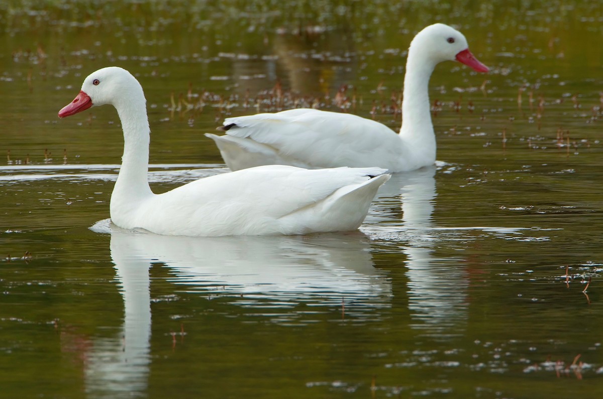 Coscoroba Swan - ML427550101