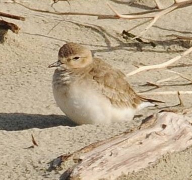 Mountain Plover - ML427551091