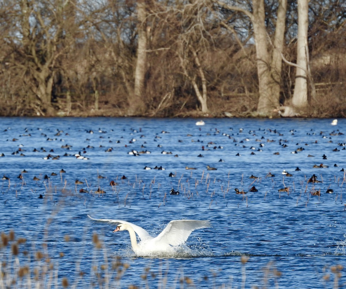 Mute Swan - ML427552491