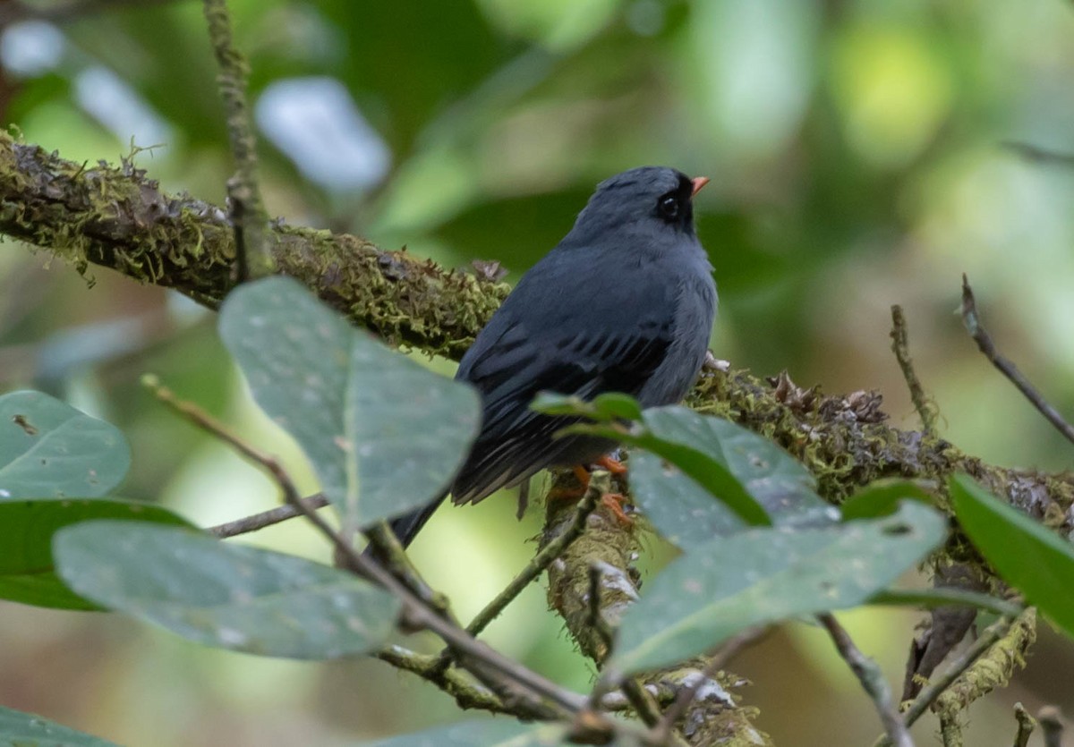 Black-faced Solitaire - Larry Schmahl