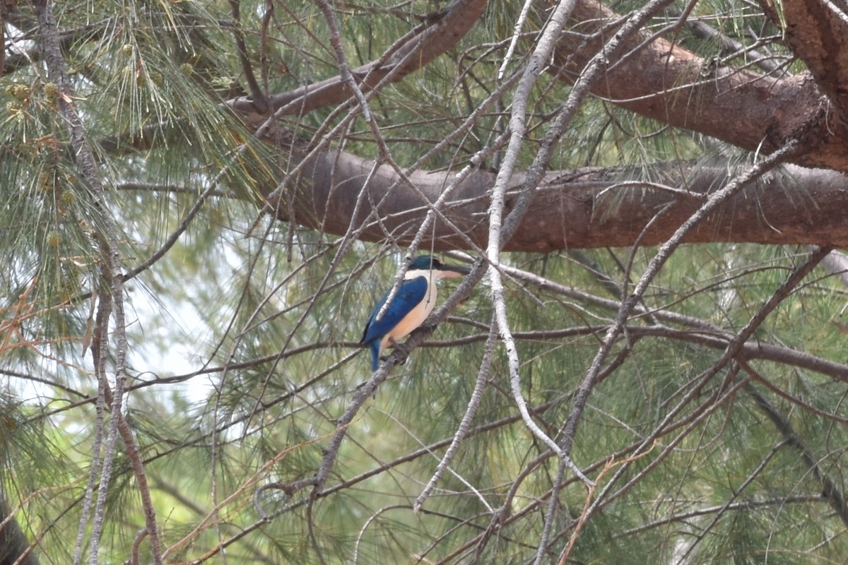 Collared Kingfisher - ML427553761