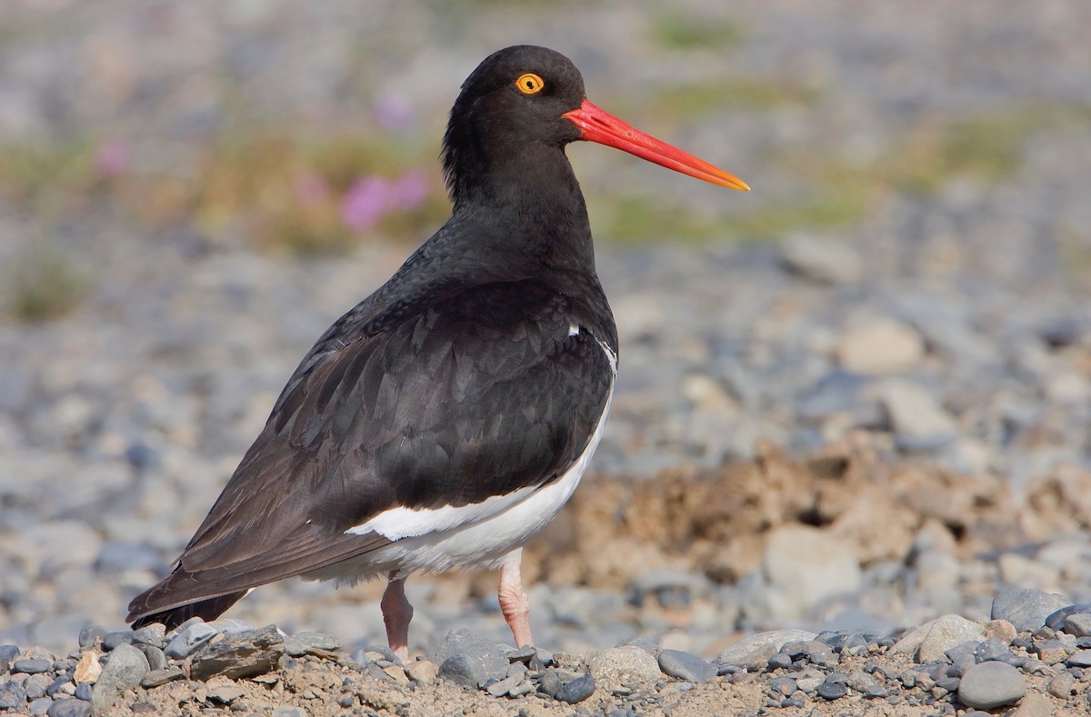 Magellanic Oystercatcher - ML427555121