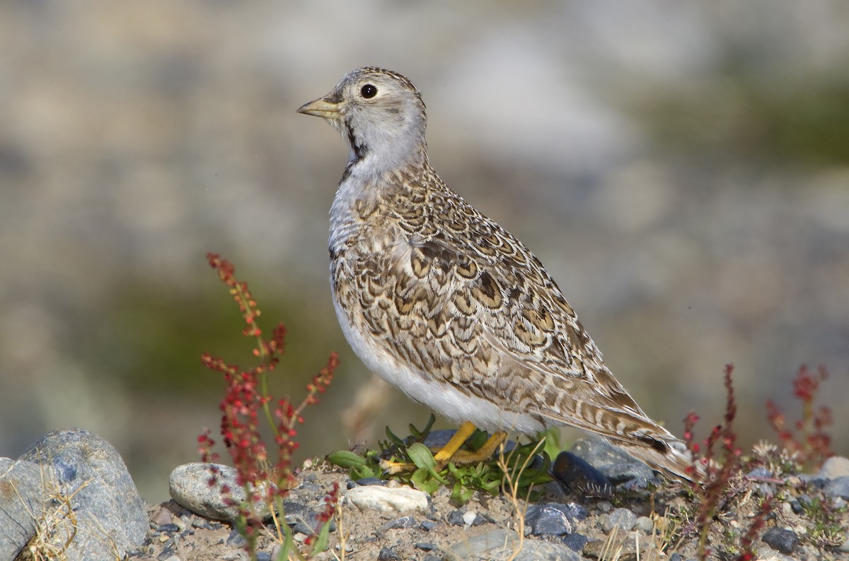 Least Seedsnipe - ML427555301