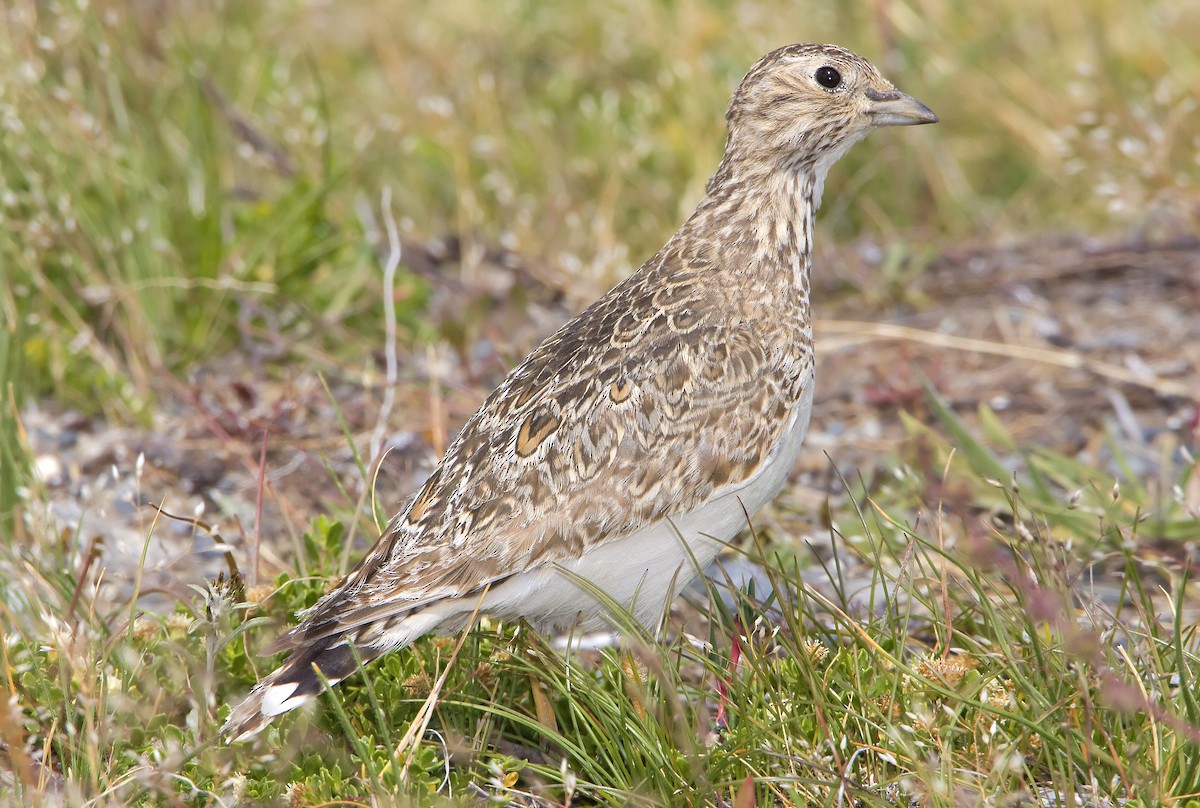 Least Seedsnipe - ML427555311