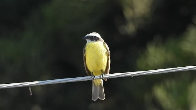 Social Flycatcher - ML427556051