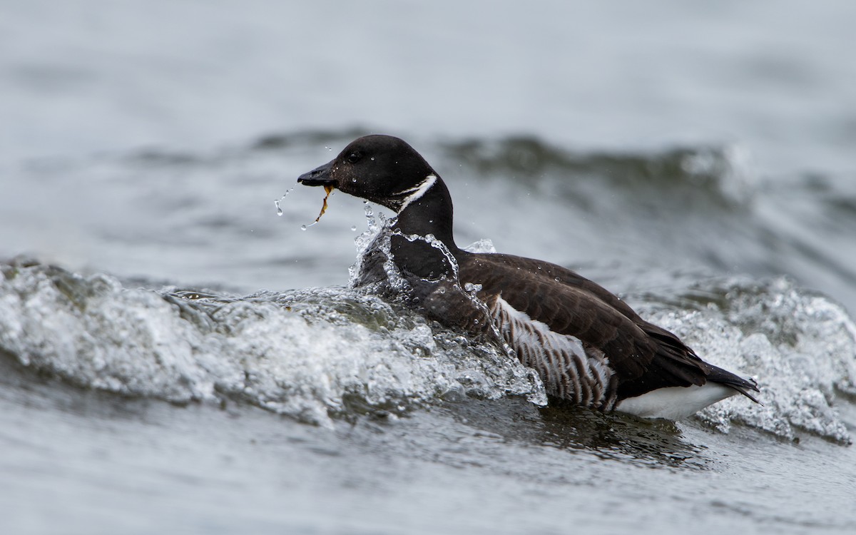 Brant - ML427556091