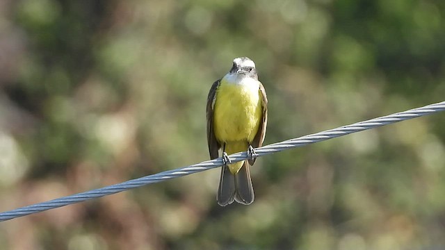 Social Flycatcher - ML427556111