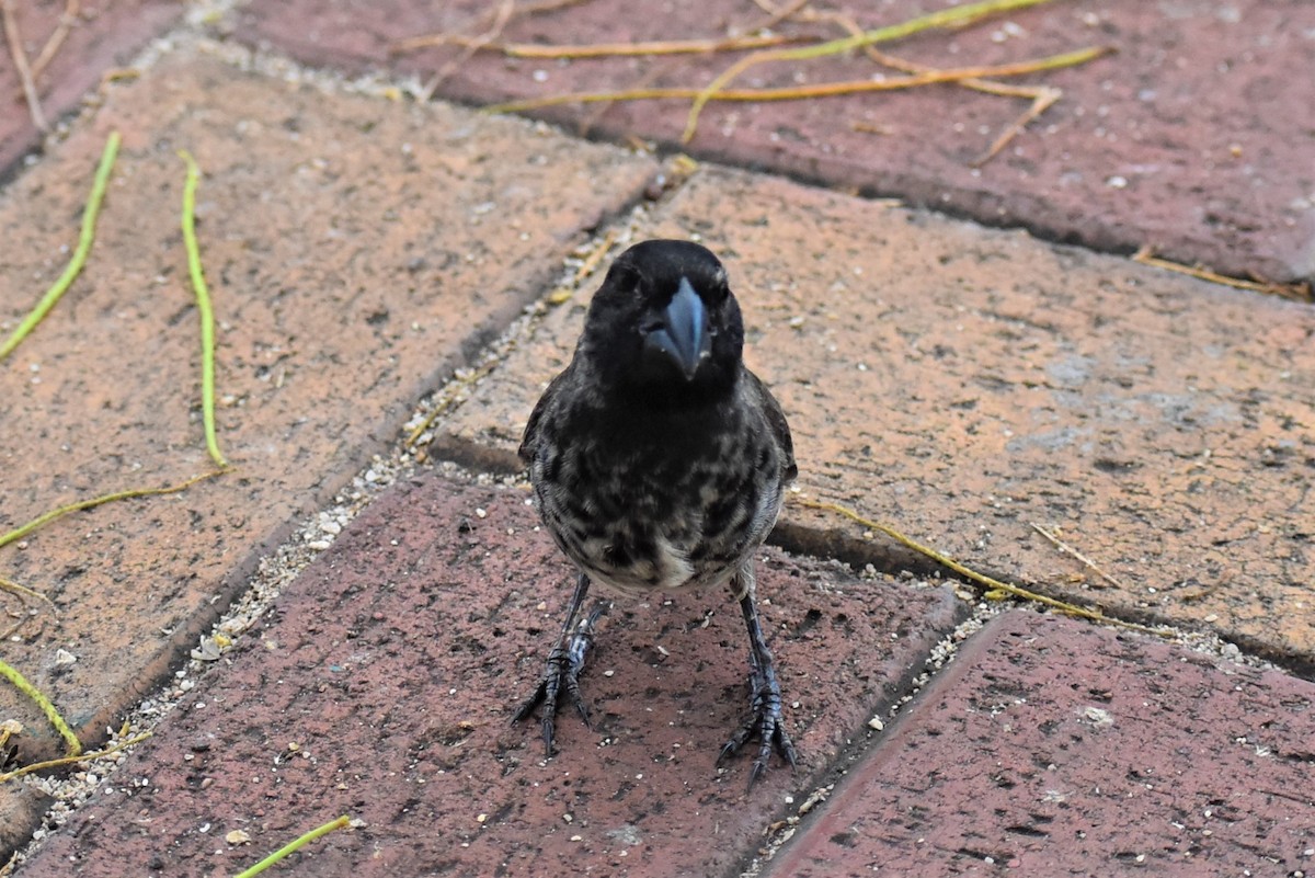 Vegetarian Finch - Paola Chávez G.