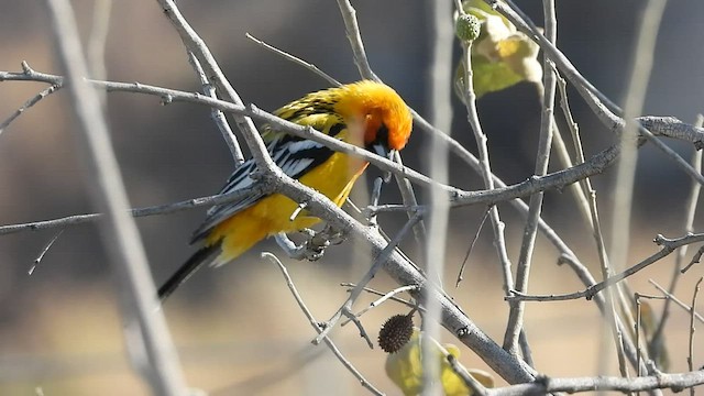 Streak-backed Oriole - ML427557571