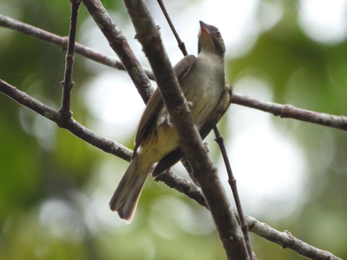 Malaysian Honeyguide - Abdul Afiq Abdul Rahman