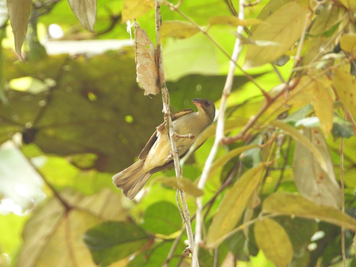 Malaysian Honeyguide - Abdul Afiq Abdul Rahman