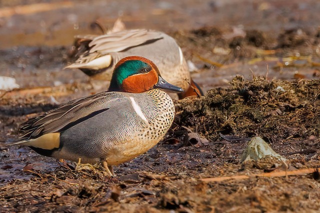April eBirder of the Month Challenge - eBird Wisconsin