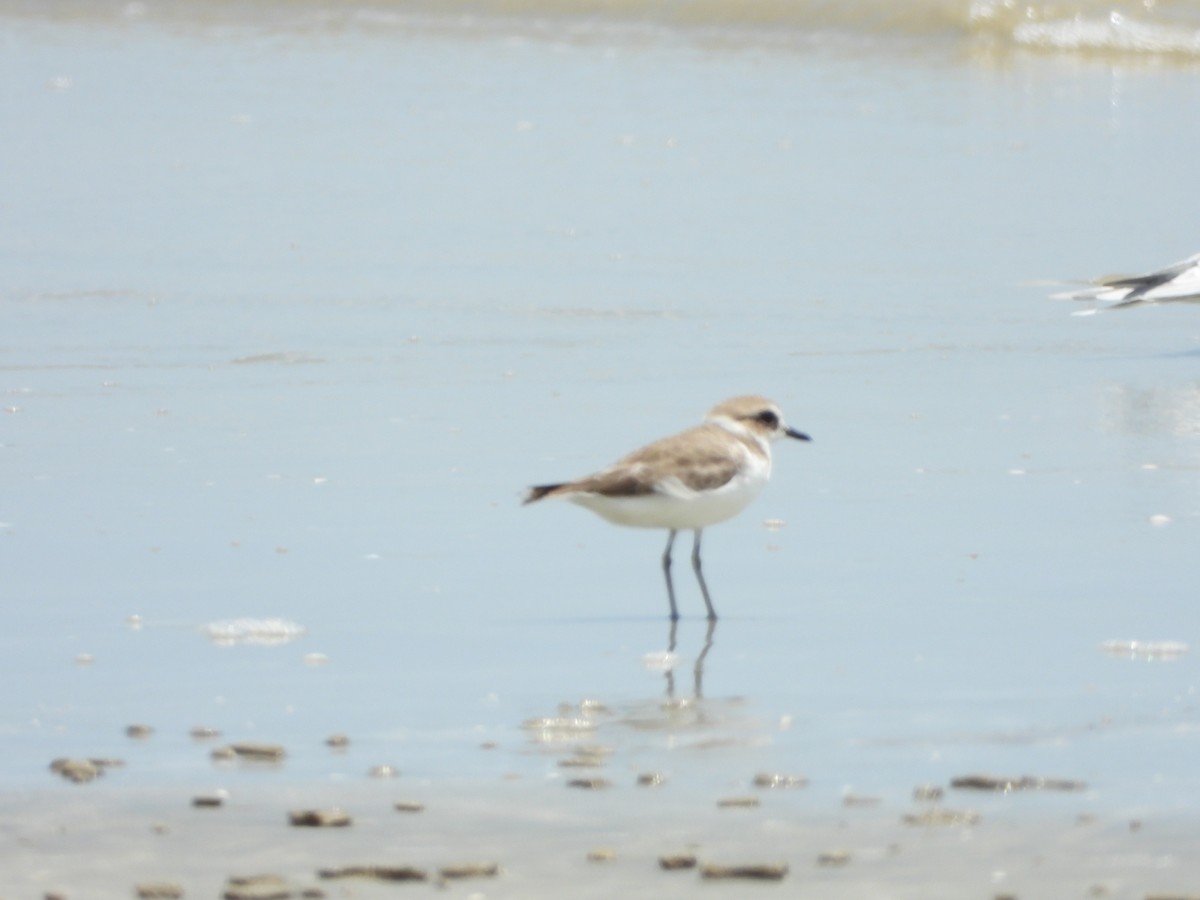 Kentish Plover - Abdul Afiq Abdul Rahman