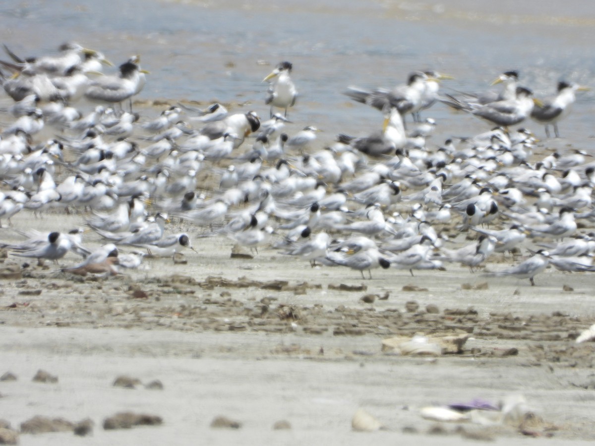 Great Crested Tern - Abdul Afiq Abdul Rahman