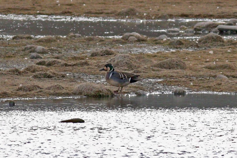 Baikal Teal - ML427559671