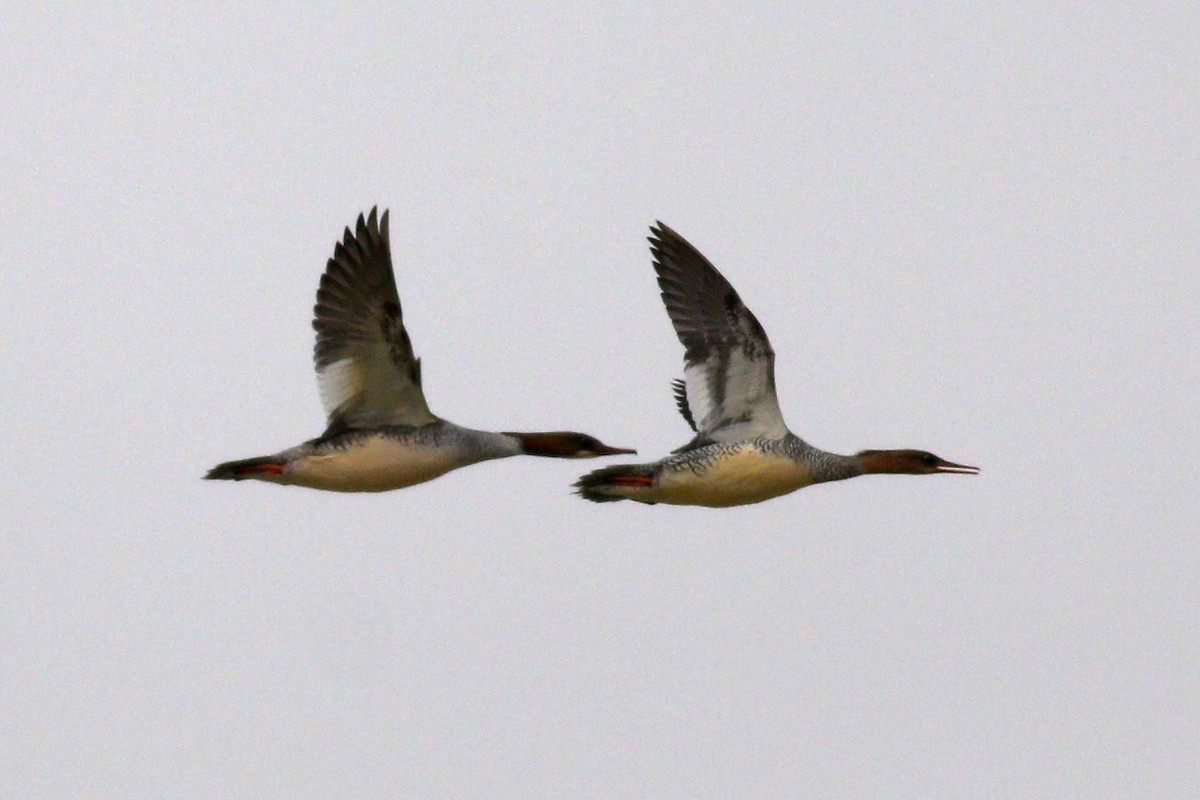 Scaly-sided Merganser - ML427559701