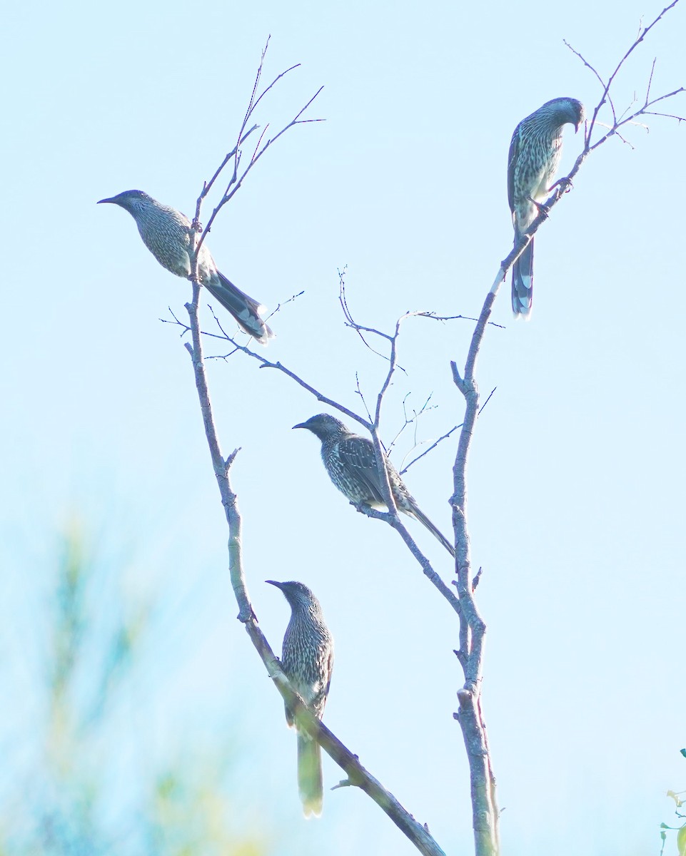 Little Wattlebird - ML427561981