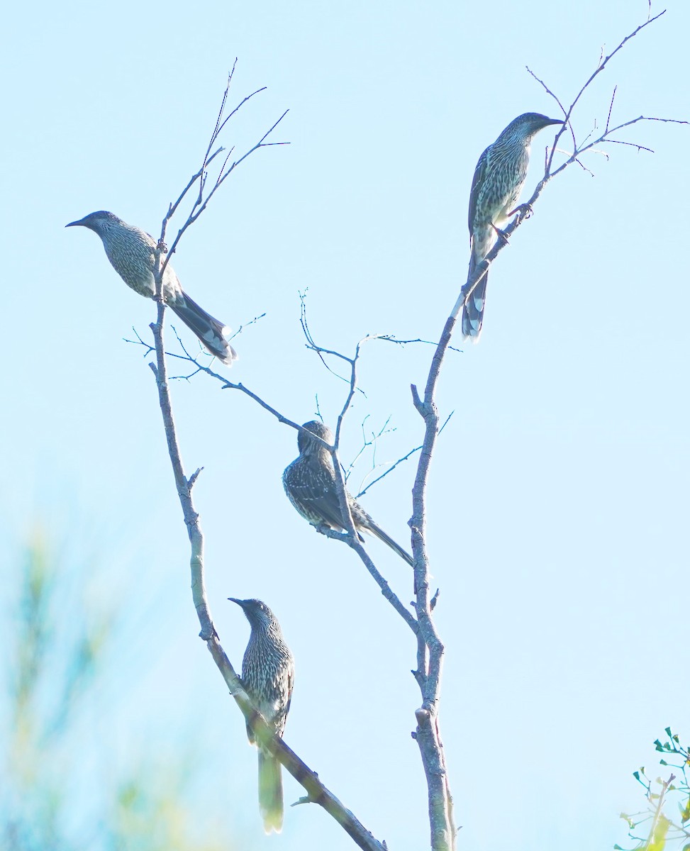 Little Wattlebird - ML427561991