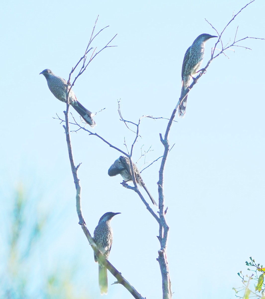 Little Wattlebird - Ian Kerr