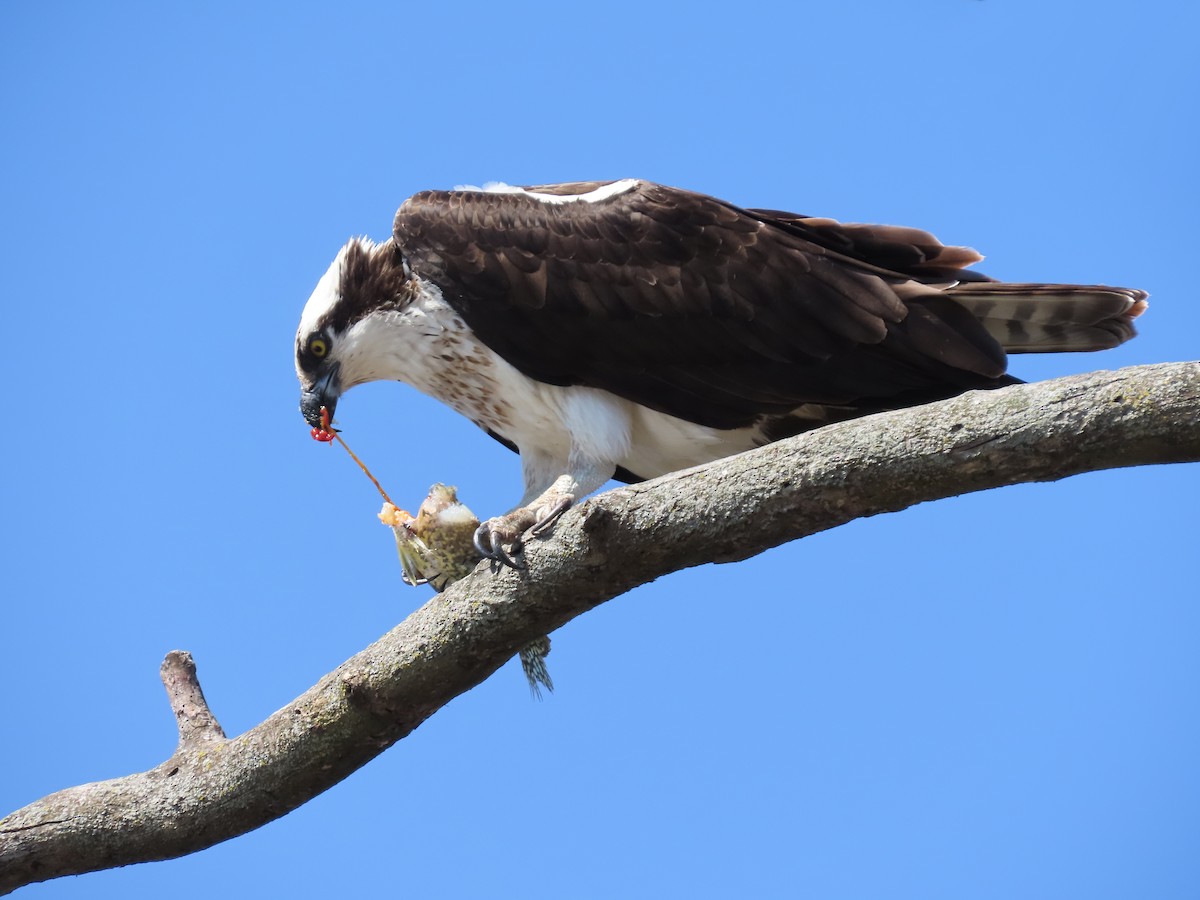 Águila Pescadora - ML427562181