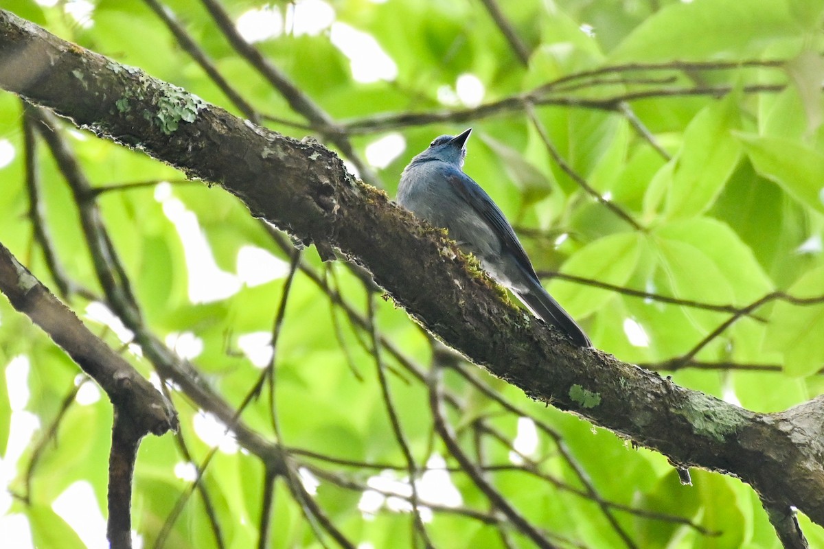 Papamoscas Azulado (unicolor) - ML427562701