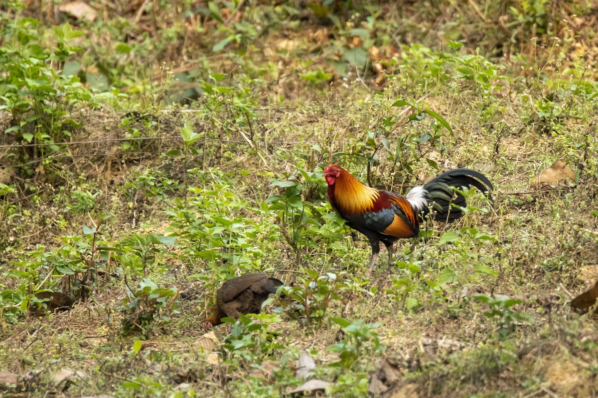 Red Junglefowl - ML427563401