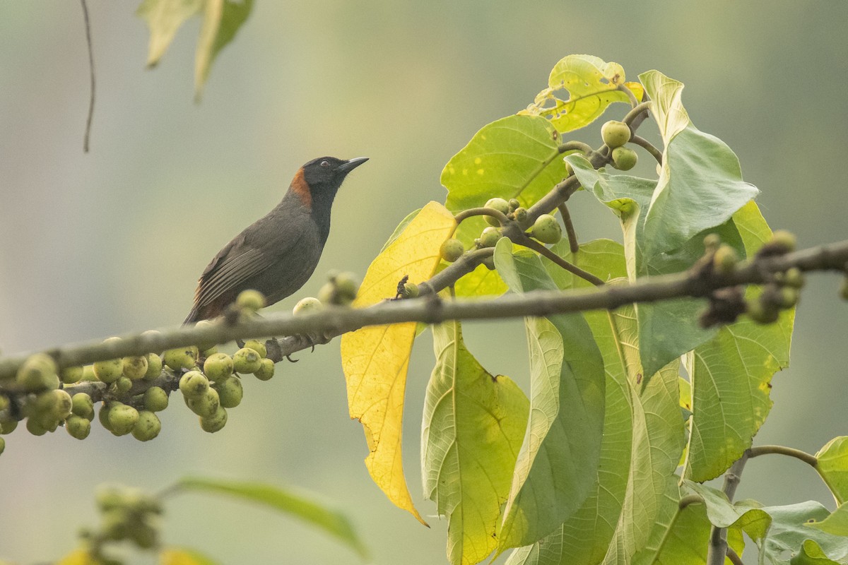 Rufous-necked Laughingthrush - Abdul Fattah