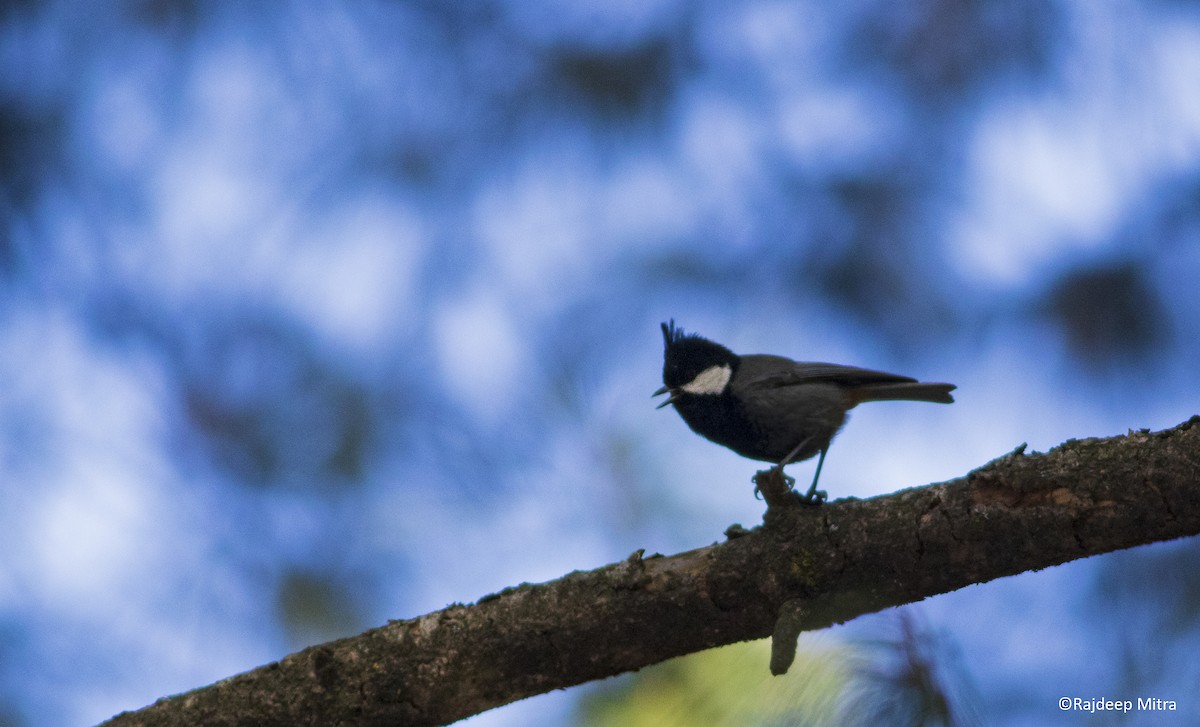 Rufous-naped Tit - ML427564051