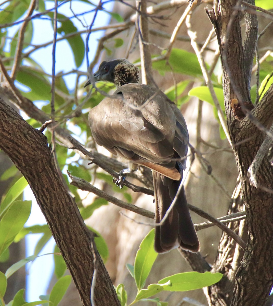 Silver-crowned Friarbird - ML427566551