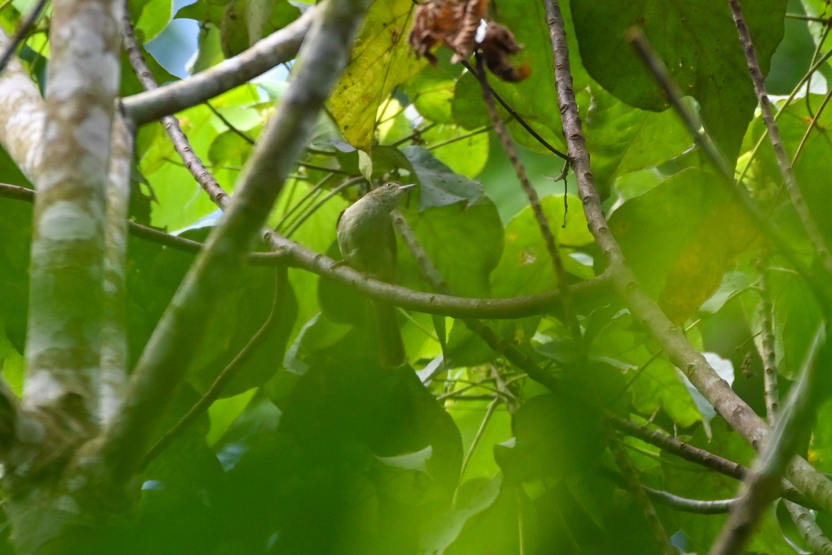 Оливник бірманський (підвид cinnamomeoventris) - ML427567001