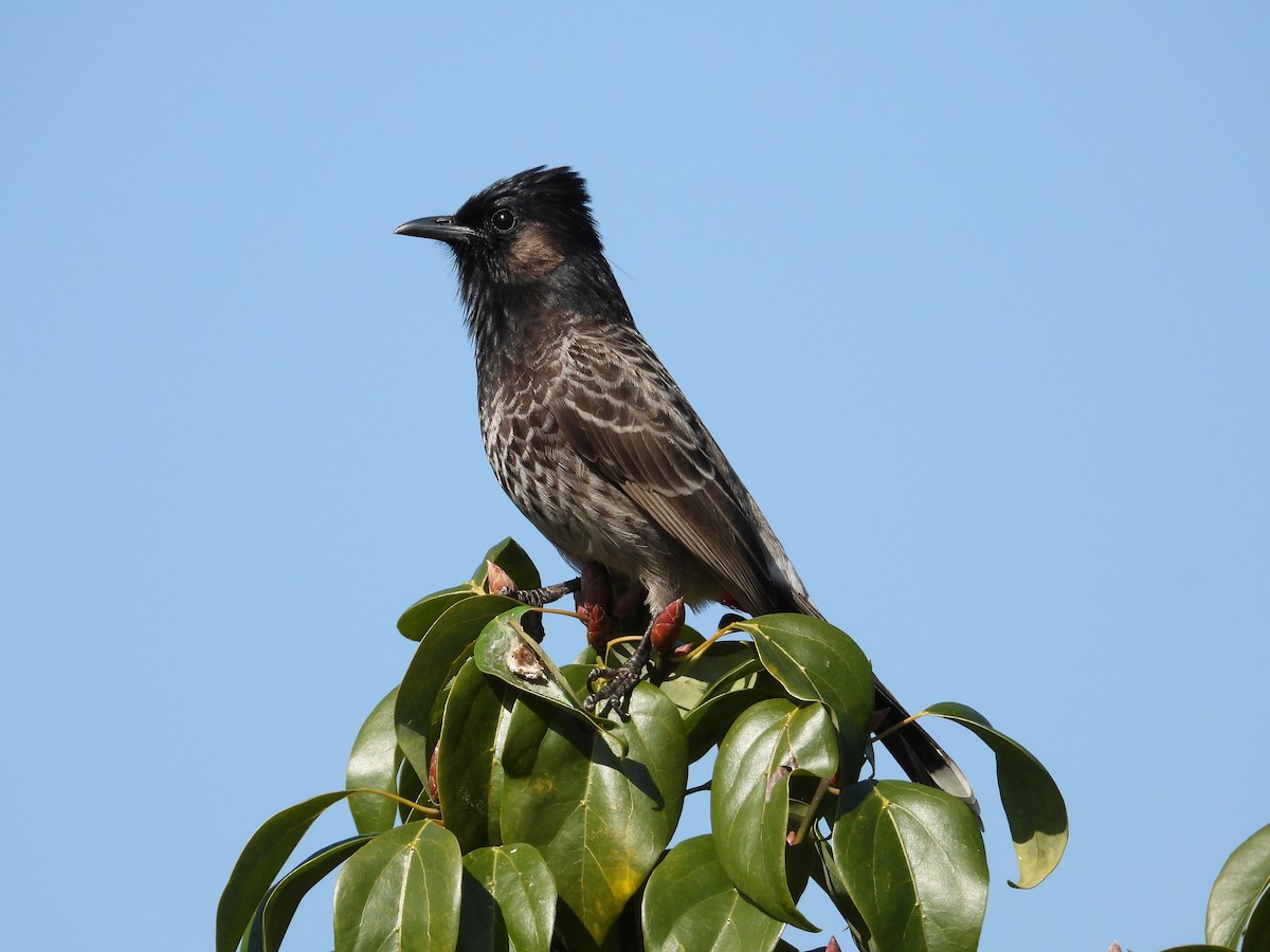 Red-vented Bulbul - ML427567721