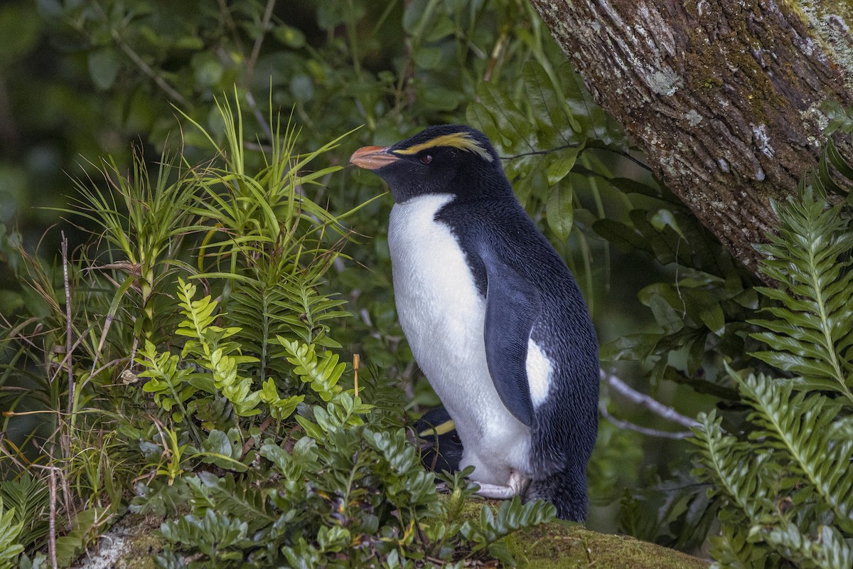 Fiordland Penguin - Oscar Thomas