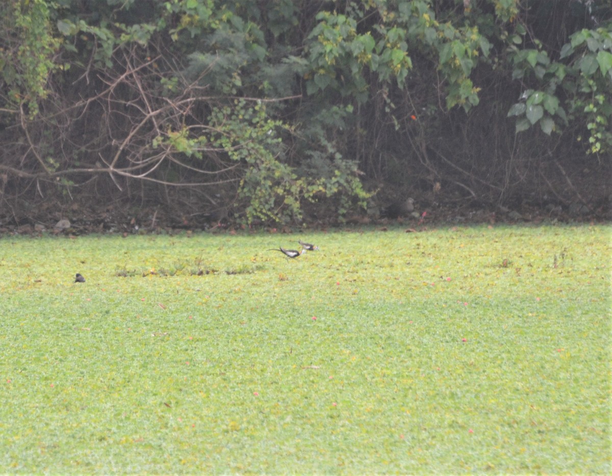 Pheasant-tailed Jacana - ML427568451