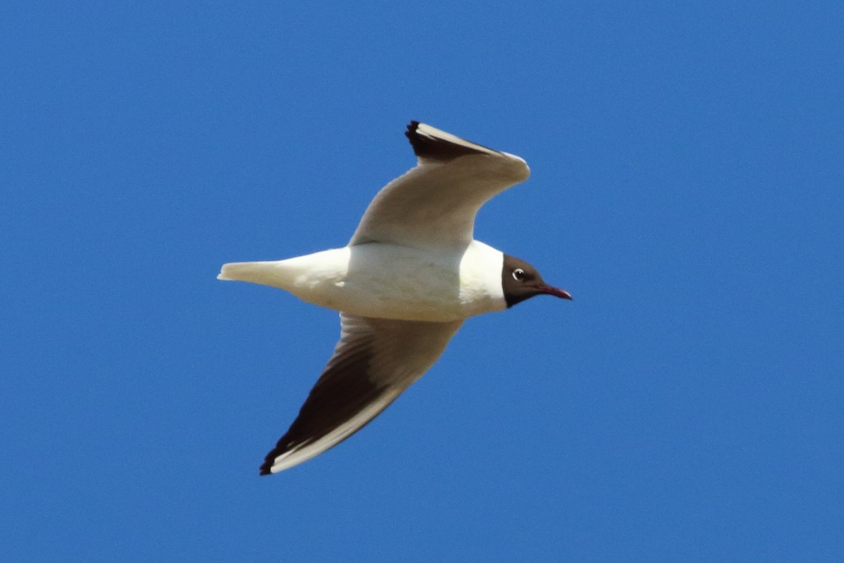 Black-headed Gull - ML427568911