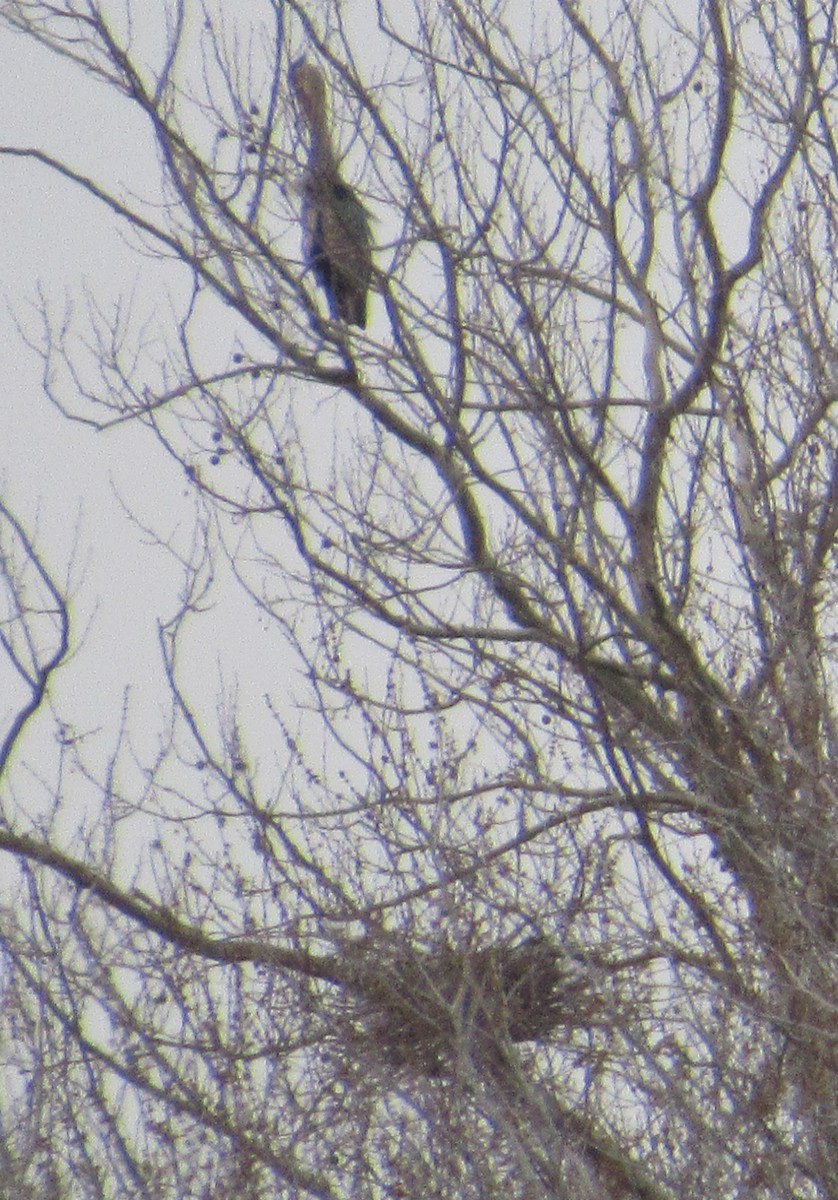 Great Blue Heron - ML427568961